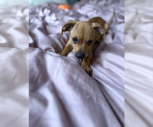 Chihuahua-Unknown Mix Dogs for adoption in Oak Bluffs, MA, USA