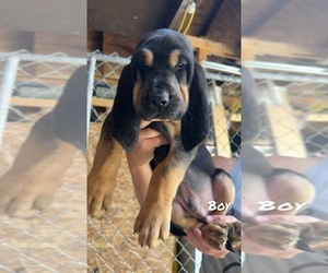 Bloodhound Puppy for sale in VINCENT, OH, USA