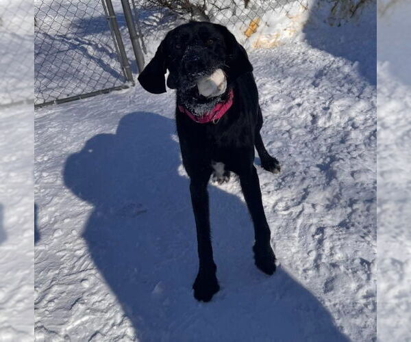 Medium Photo #4 Labrador Retriever-Unknown Mix Puppy For Sale in Muskegon, MI, USA
