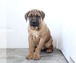 Small Photo #1 Cane Corso Puppy For Sale in CHRISTIANA, PA, USA