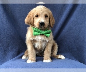 Labradoodle Puppy for sale in LAKELAND, FL, USA