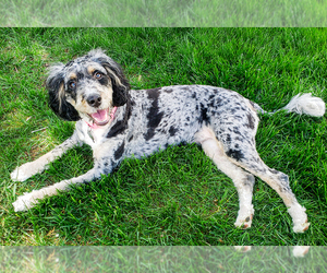 Mother of the Bernedoodle (Miniature) puppies born on 07/15/2026