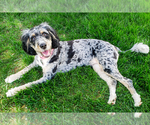Small Photo #1 Bernedoodle (Miniature) Puppy For Sale in ROY, UT, USA