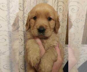 Golden Retriever Puppy for sale in CARTHAGE, NY, USA