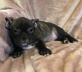 French Bulldog Puppy for sale in CHARLESTON, SC, USA