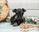Small #1 Schnauzer (Miniature)