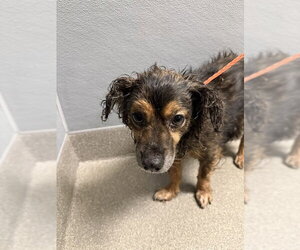 --Unknown Mix Dogs for adoption in Las Vegas, NV, USA