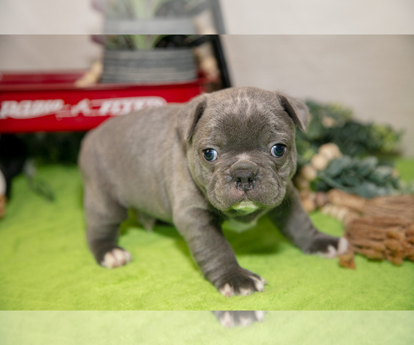 Medium Photo #5 Faux Frenchbo Bulldog Puppy For Sale in FRESNO, OH, USA