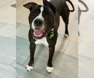 Rockwell & Sterling - Male Mutt Dog for Adoption - Photo #2