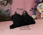 Small Photo #6 Cavapoo Puppy For Sale in CHANUTE, KS, USA