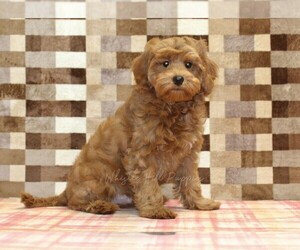 Cavapoo (Miniature) Puppy for sale in DENVER, PA, USA