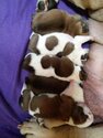 Puppy 1 Olde English Bulldogge