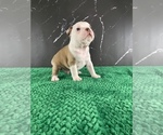 Small Photo #142 Boston Terrier Puppy For Sale in TULARE, CA, USA