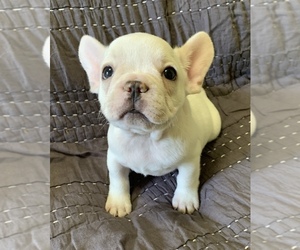 French Bulldog Puppy for sale in JOHNS ISLAND, SC, USA