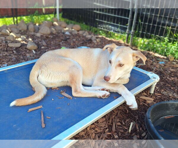 Medium Photo #8 Huskies -Unknown Mix Puppy For Sale in Chico, CA, USA