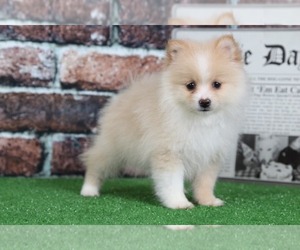 Pomeranian Puppy for sale in BEL AIR, MD, USA