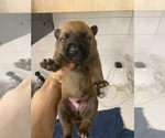 Small Photo #12 Malinois Puppy For Sale in BRONX, NY, USA