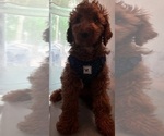 Small #19 Poodle (Miniature)