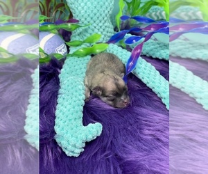 Pomeranian Puppy for sale in STKN, CA, USA