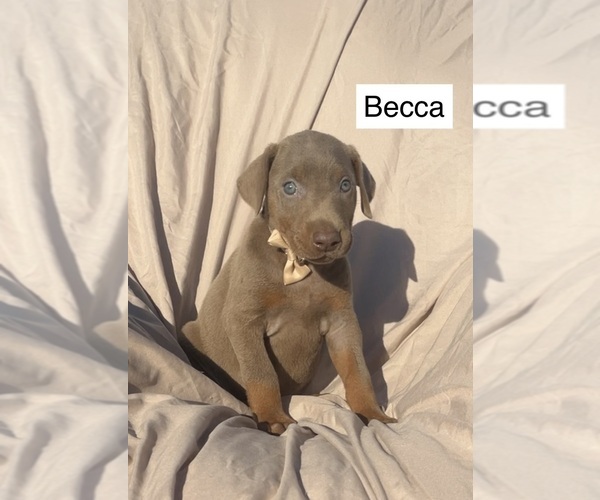 Medium Photo #4 Doberman Pinscher Puppy For Sale in POMEROY, OH, USA