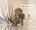 Small #3 Doberman Pinscher