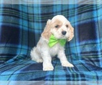 Small #7 Cocker Spaniel