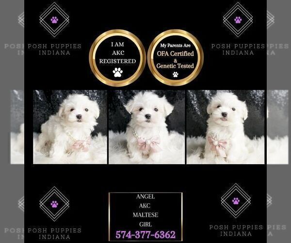 Medium Photo #2 Maltese Puppy For Sale in WARSAW, IN, USA
