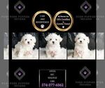 Small #1 Maltese