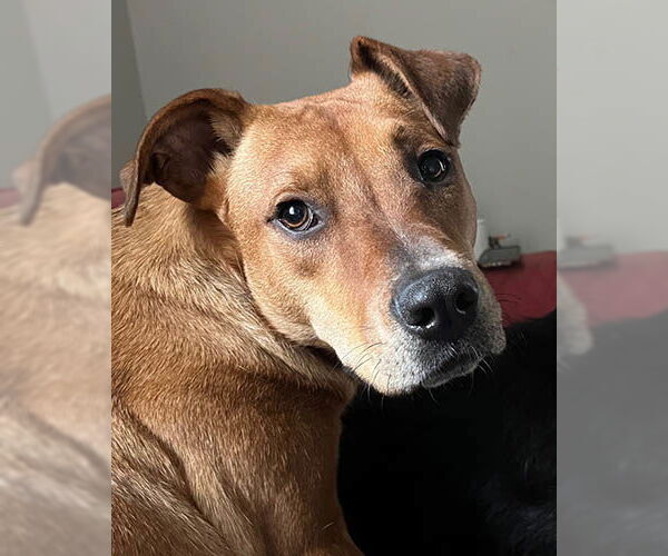 Medium Photo #9 Rhodesian Ridgeback-Unknown Mix Puppy For Sale in Lake Wylie, SC, USA