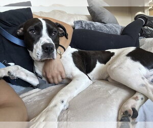 Cooper Lizman - Male Pointer-Unknown Mix Dog for Adoption - Photo #22