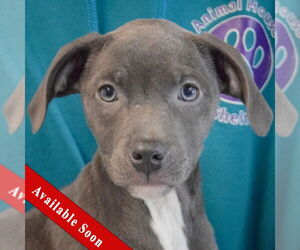 American Staffordshire Terrier-Labrador Retriever Mix Dogs for adoption in Huntley, IL, USA