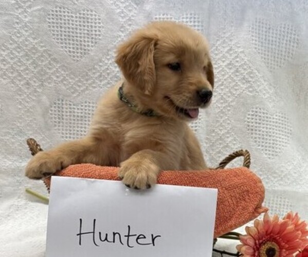 Medium Photo #2 Golden Retriever Puppy For Sale in OWEN, WI, USA