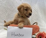 Small #1 Golden Retriever