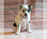 Small Photo #33 Cowboy Corgi Puppy For Sale in HOPKINSVILLE, KY, USA