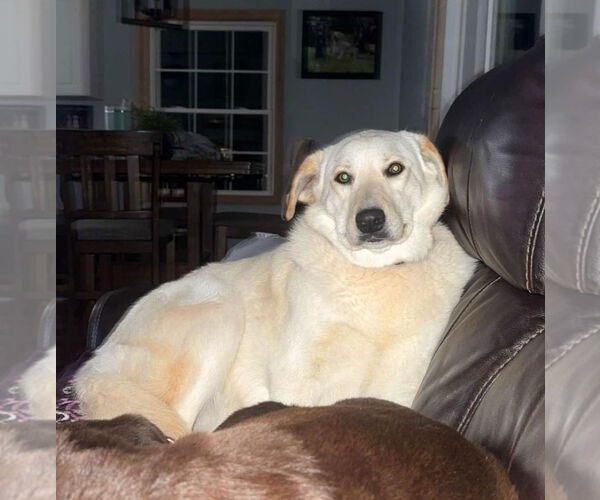 Medium Photo #8 Labrenees Puppy For Sale in Croydon, NH, USA