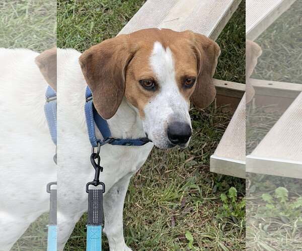 Medium Photo #8 Mutt Puppy For Sale in Rustburg, VA, USA