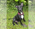 Small #5 American Staffordshire Terrier Mix