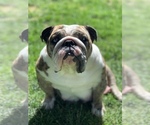 Small Photo #1 English Bulldog Puppy For Sale in BLOOMFIELD, NM, USA