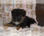 Small Photo #1 German Shepherd Dog Puppy For Sale in GREENWOOD, WI, USA