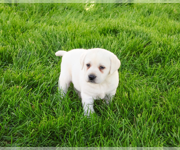 Medium Photo #17 Labrador Retriever Puppy For Sale in SYRACUSE, IN, USA