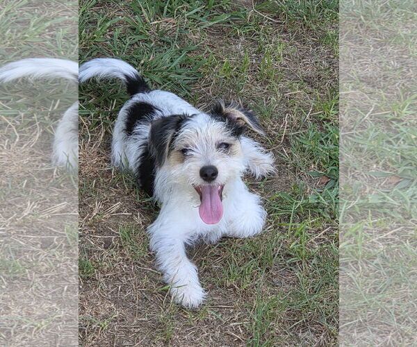 Medium Photo #2 Maltese-Unknown Mix Puppy For Sale in Westminster, MD, USA