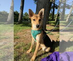 Small Photo #9 German Shepherd Dog-Unknown Mix Puppy For Sale in Springdale, PA, USA