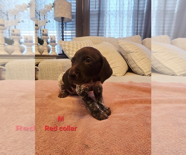 Medium Photo #5 German Shorthaired Pointer Puppy For Sale in COLUMBIA, KY, USA