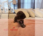 Small #4 German Shorthaired Pointer