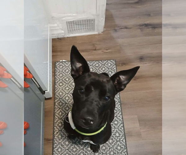 Medium Photo #3 American Pit Bull Terrier-Unknown Mix Puppy For Sale in Bolivar, MO, USA