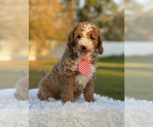 Medium Photo #6 Goldendoodle (Miniature) Puppy For Sale in FROSTPROOF, FL, USA