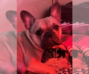 Mother of the French Bulldog puppies born on 04/23/2025