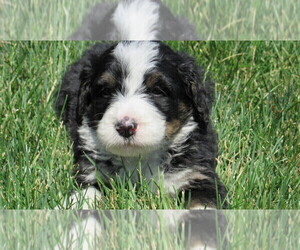 Bernedoodle Puppy for sale in BIG ROCK, IL, USA