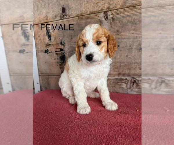 Medium Photo #4 Goldendoodle (Miniature) Puppy For Sale in VERMONTVILLE, MI, USA