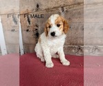 Small #3 Goldendoodle (Miniature)